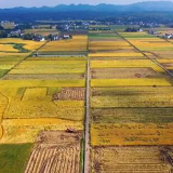 三农“成绩单”|去年湖南粮食播种面积7148万亩 出栏生猪6248万头