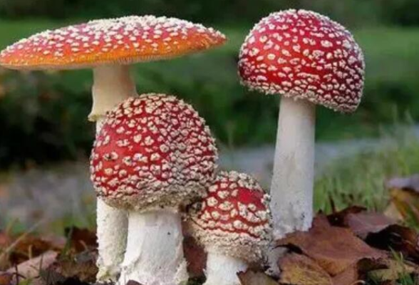 “蘑菇不可貌相” 如何预防蘑菇中毒，湖南疾控为你支招