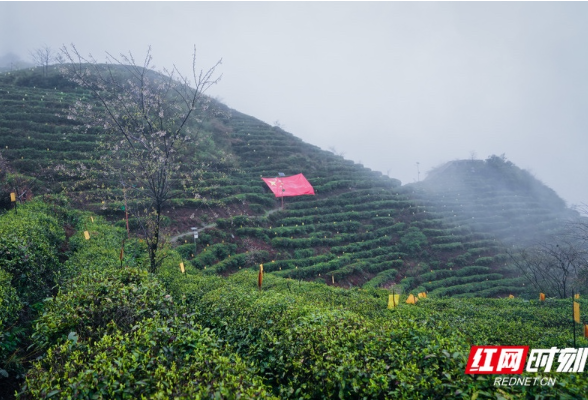 好评中国｜南岳：春茶开采啰，感受舌尖上第一缕春天的味道