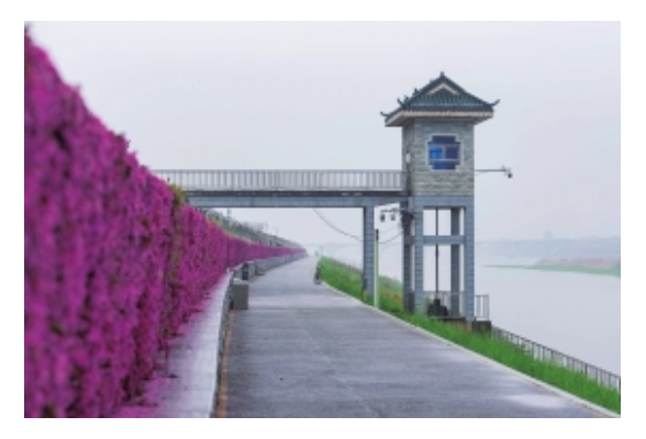 来长沙沿江风光带走这条浪漫“花路”
