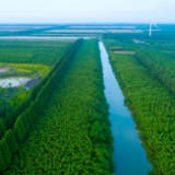 行走江苏湿地城市︱黄海国家森林公园：荒滩变绿洲，青翠美如画