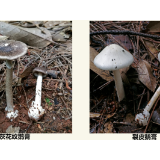 6月蘑菇中毒风险极高，湖南四部门联合发布“Ⅰ级”预警