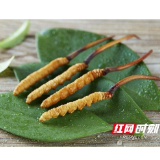 一根“草”种出百亿“软黄金”丨湖北宜都将虫草“野生变家种”