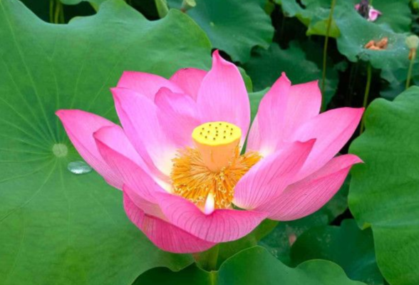 赏荷打卡哪里去？长沙这些地方等你来
