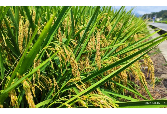 湖南316万亩再生稻头季迎丰收