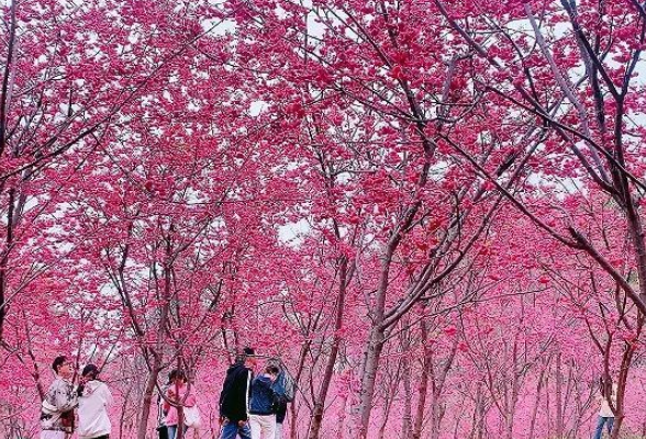 这个春天，来长沙县这个地方赏樱花