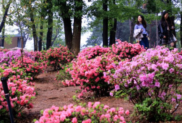 组图｜省植物园：450亩杜鹃花艳丽绽放等你来赏