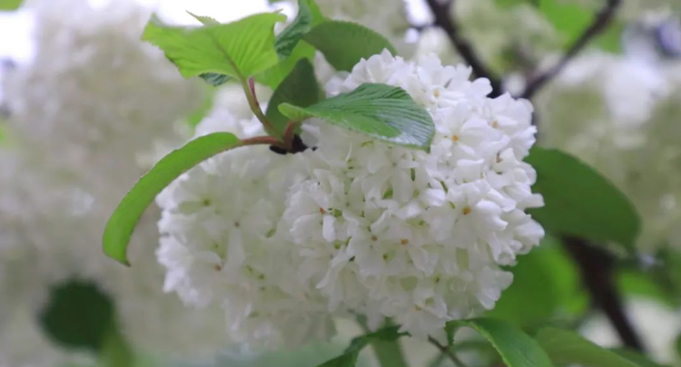 探寻植物多样性之美 I 粉团成团，四月赏花界的顶流来啦~