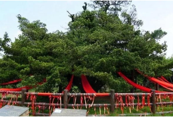 2110岁！浏阳小河乡这棵古树被认证为世界树龄最长罗汉松