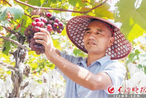 湘江新区多种水果“甜蜜来袭”！甜秋味道，等你品尝｜“‘水果自由’还有多远”②
