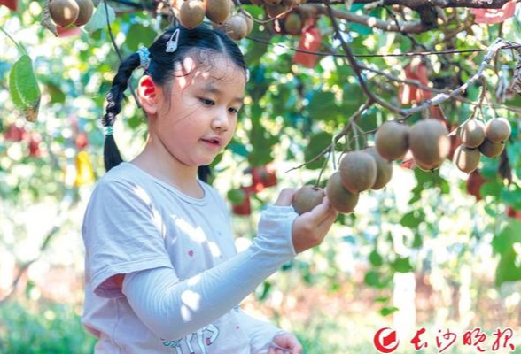 中国农民丰收节到了，看长沙乡村运营新“丰”光！
