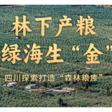 林下产粮 绿海生“金”——四川探索打造“森林粮库”