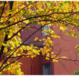 美图上线!邀您共赏长沙校园的限定景色!