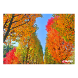 层林尽染！湖南农大邀你共赴一场红枫限定浪漫