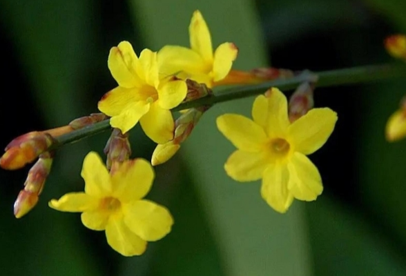 立春不是入春，湖南湿冷感将马上回归