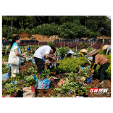烈日下的“光影使者”：湖南大众传媒职院学子用镜头捕捉千亩绿海