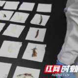 湖大学子为地方非遗传承插上“隐形的化学翅膀”
