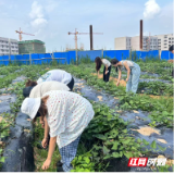 合拍的00后·三下乡丨青春力量助生态 青春学子田间除草扮靓灰汤
