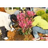 “绿润校园 慧心赋绿”，中南大学师生共植“学院林”