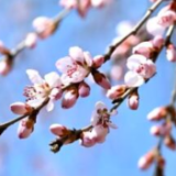 放假不放“羊” 去赏花去恋爱 多所高校探索春假如何放