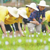 这个校园，“禾下乘凉梦”一直在生长
