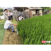 深耕农技服务 湖南农大助力屈原管理区农业提质增效