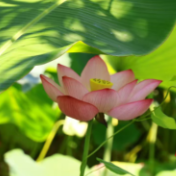青春“三下乡”丨“乡遇”高坪问产业，湘大青年献良策