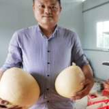 湘潭县：打工仔回乡当果农 种植柚子结出幸福果