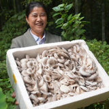 湘潭县蘑菇种植户潘玉梅：从贫困户到小老板  蘑菇撑起致富伞