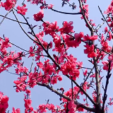 湘潭县梅林桥村桃花谷：三月春风吹 桃花惹人醉