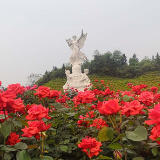 视频 丨“全国之最”湘潭盘龙大观园玫瑰园开园