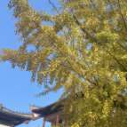 韶山:银田寺古银杏 至美在初冬