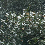 湘乡13万亩油茶花开正艳 满山芬芳尽染“雪”