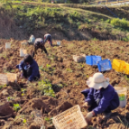 湘潭县：冬闲人不闲 红薯地里话丰年