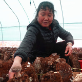 新春走基层丨湘潭县：小小香菇撑起村民“致富伞”