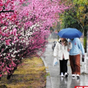 组图丨梅花迎雨枝头绽 湖科大里幽香盈