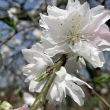湘乡市翻江镇千亩桃花迎春盛放