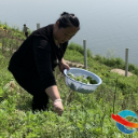 湘乡：春风摇曳野蒿香 又到吃蒿子粑粑的时节了