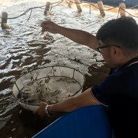 韶山韶河生态水产养殖基地养虾人高温坚守岗位保生产