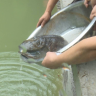 韶山市韶山村一村民水渠里捡到“娃娃鱼”（图）