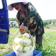 湘潭县:甜瓜香飘致富路