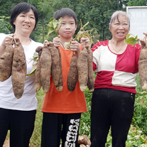 看着就想吃 湘潭县这个地方的白薯丰收啦 
