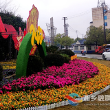 迎新春 5万余盆花卉打造多彩景观扮靓湘乡