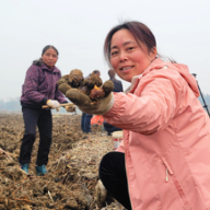 湘潭县：冬闲变冬忙 荸荠地里话丰年