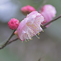 美图丨湘潭：梅花凌寒绽放迎新春