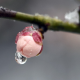 组图 | 瑞雪兆丰年，邀您共赏大美莲乡