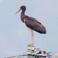 “鸟中熊猫”黑鹳现身湘乡水府庙国家湿地公园