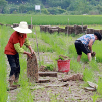 湘潭县干籽包衣播盲谷技术助推粮食增产增收