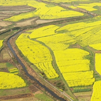 湘乡：“稻油”轮作 打造油菜“花海”