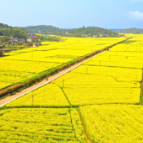 湘潭县24.5万亩油菜花迎来盛花期